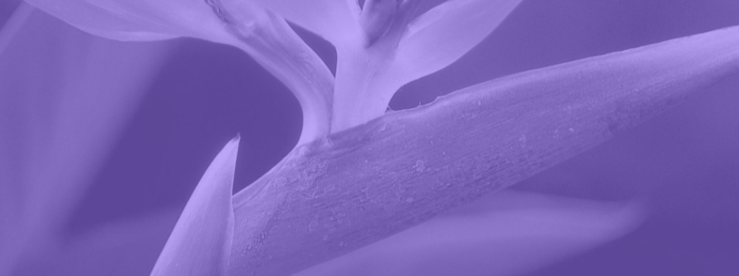 Flower%2BLogo%2Blilac%2Bfade.jpg