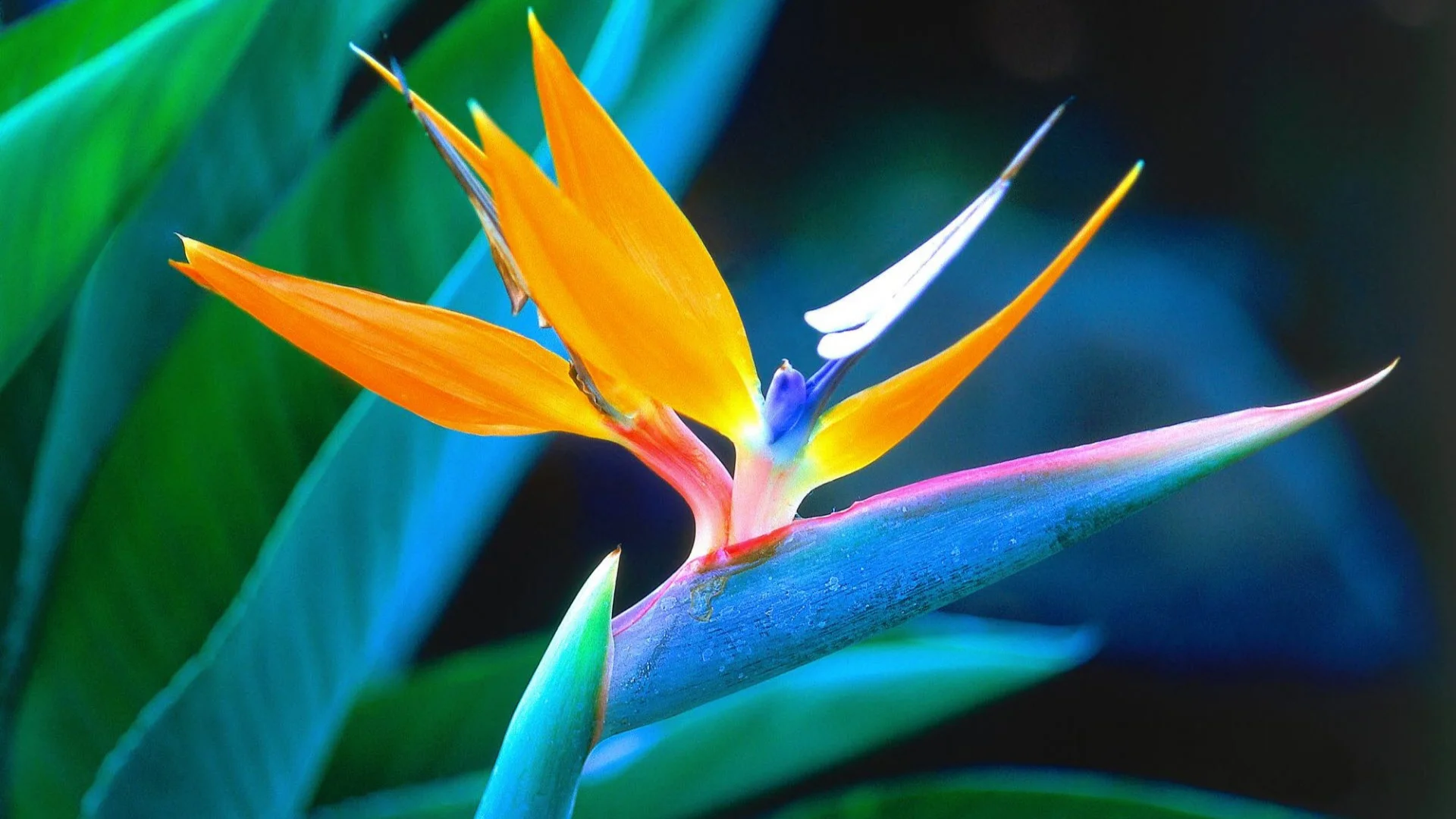 tropical-flowers-images-and-wallpapers-18+copy.jpg