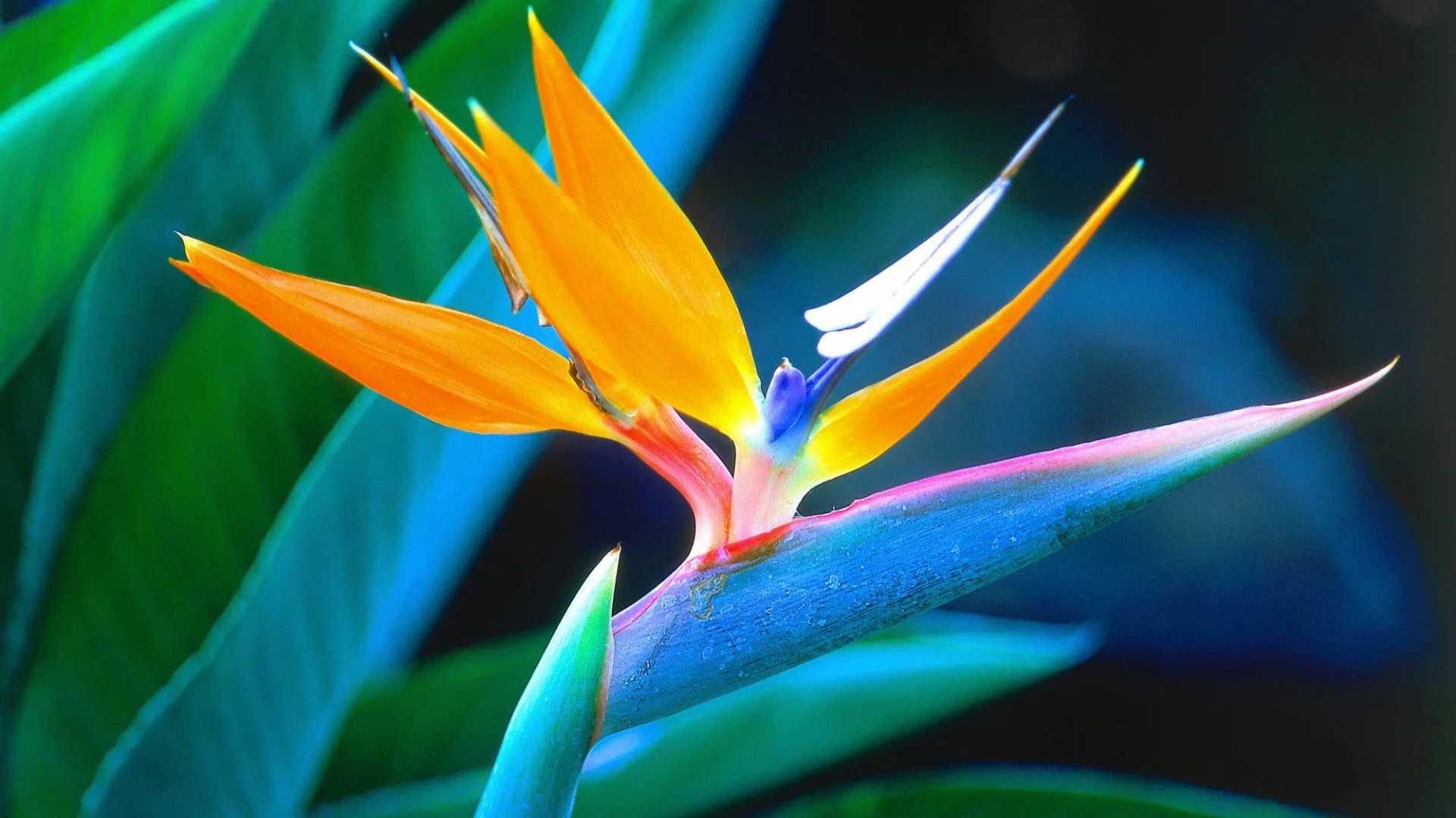 tropical-flowers-images-and-wallpapers-18+copy.jpg