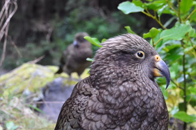 Cheeky Kea