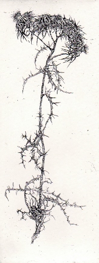 Chardon I