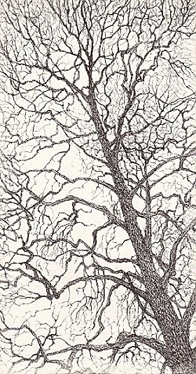Un arbre