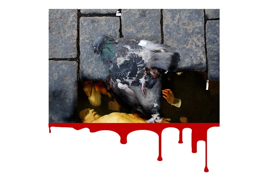 pigeon avec coulure.jpeg