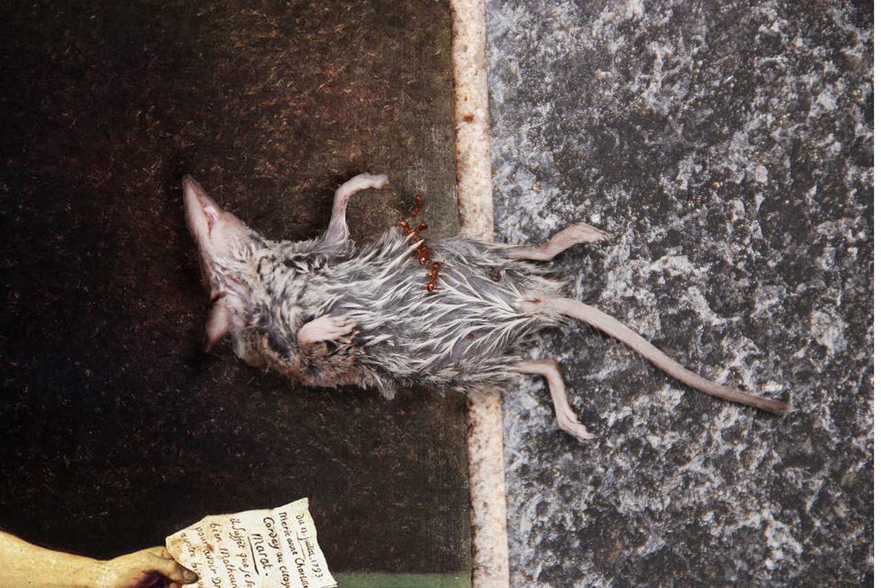 Digital Header souris-Marat.jpeg