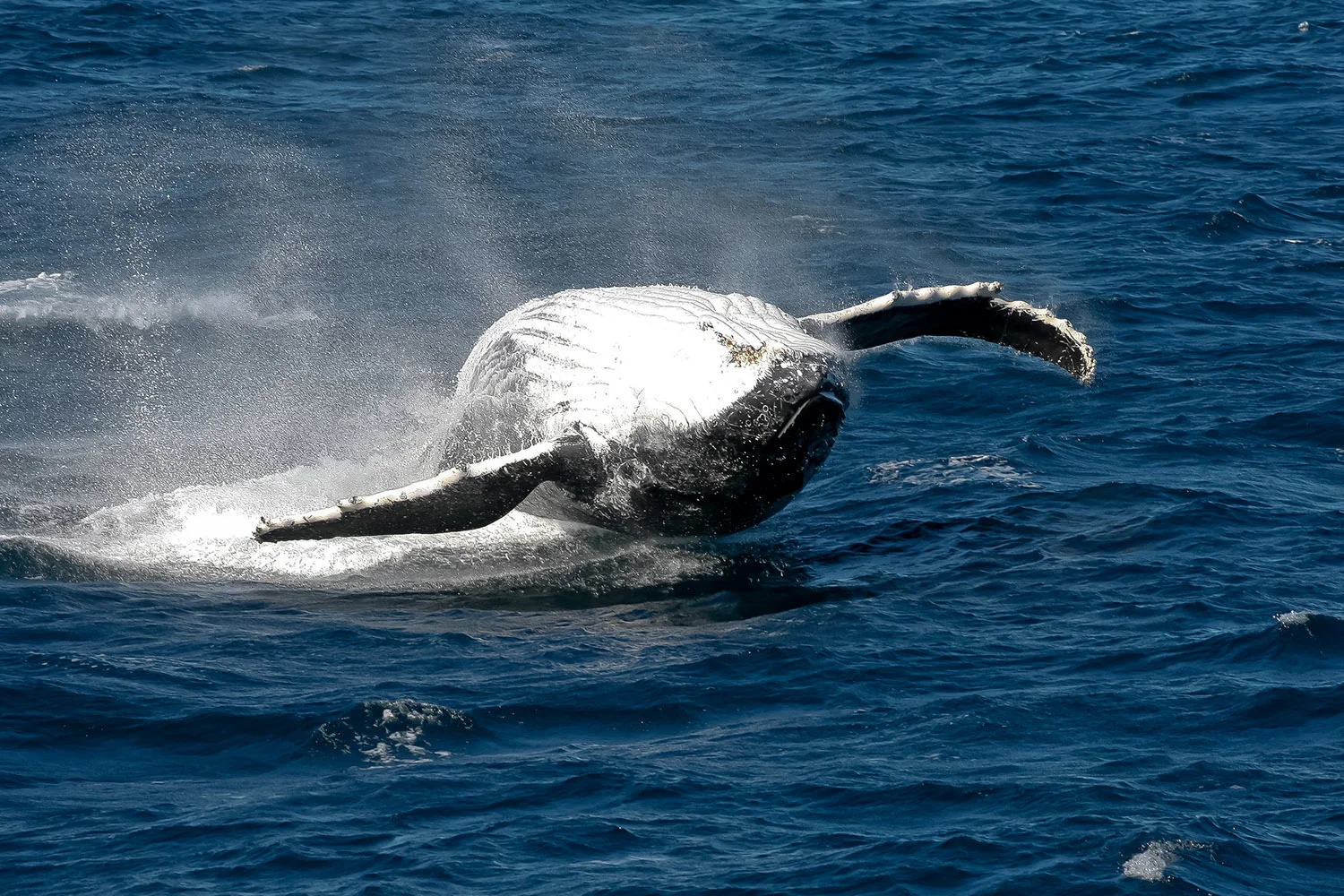 Humpback Whale Breaching