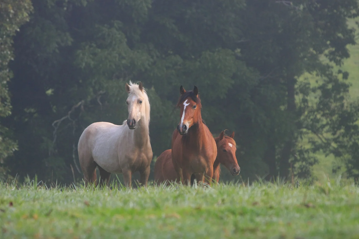 Australian Brumbies