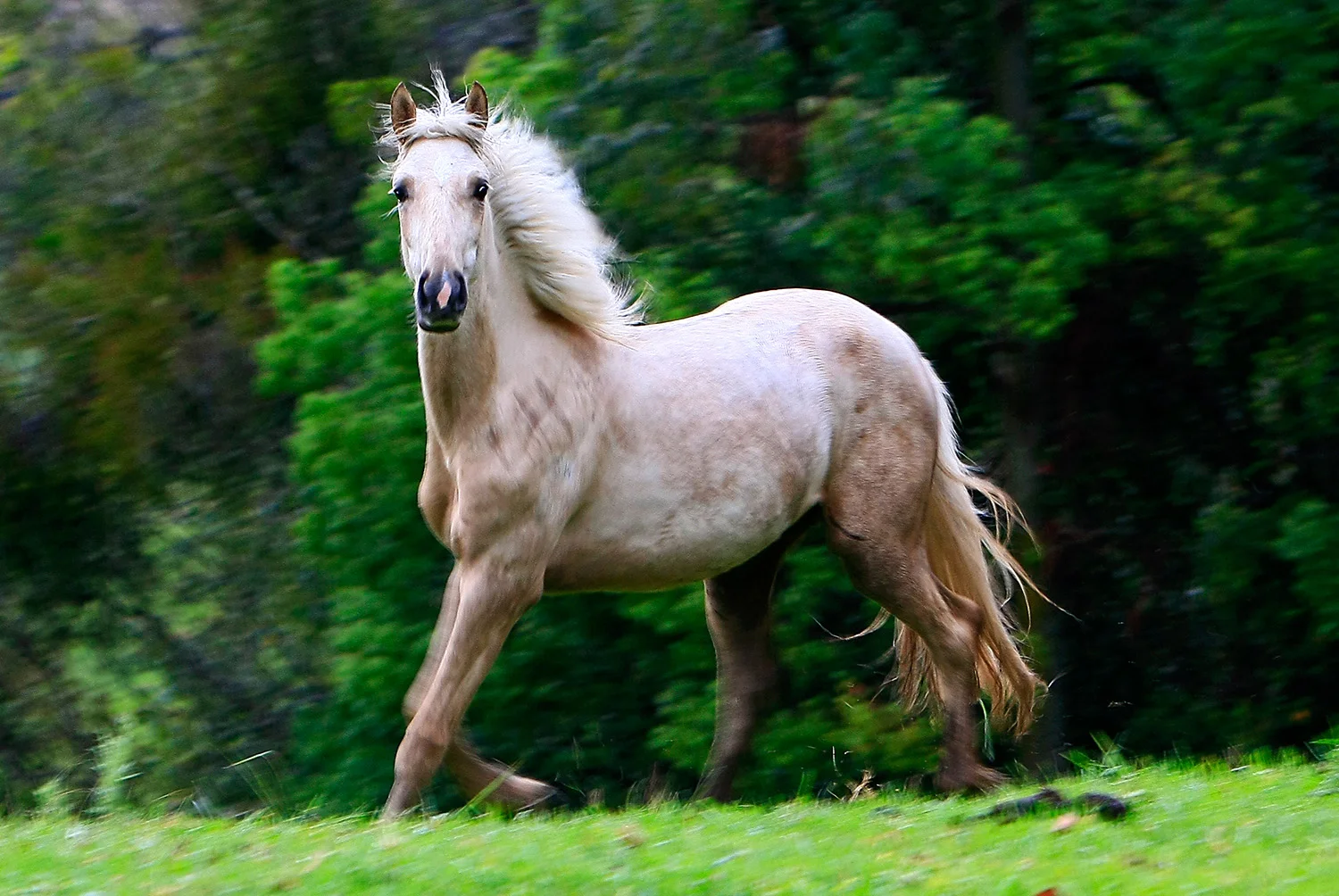 Free Spirited Brumby