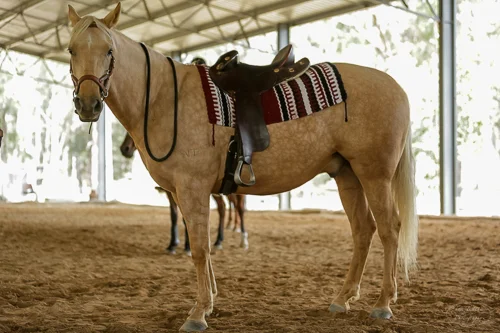 Lise, Gem & Jazz 100