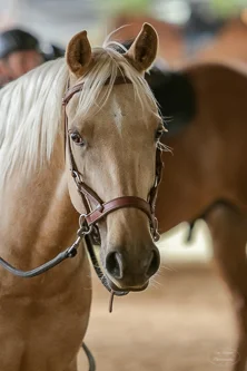 Lise, Gem & Jazz 126