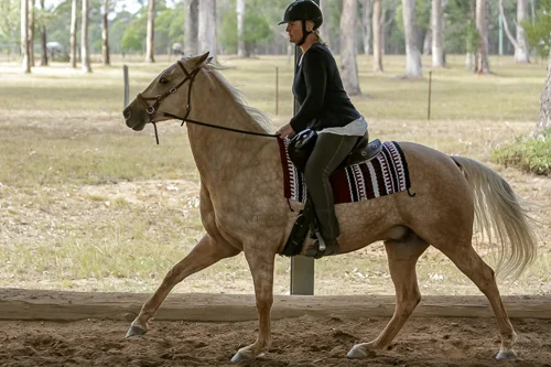 Lise, Gem & Jazz 135