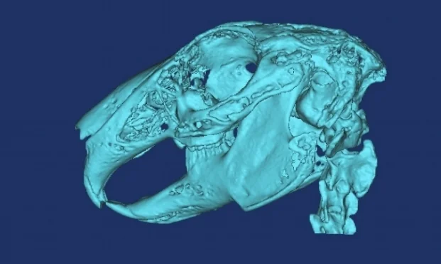 The CT scan of the rabbit's skull