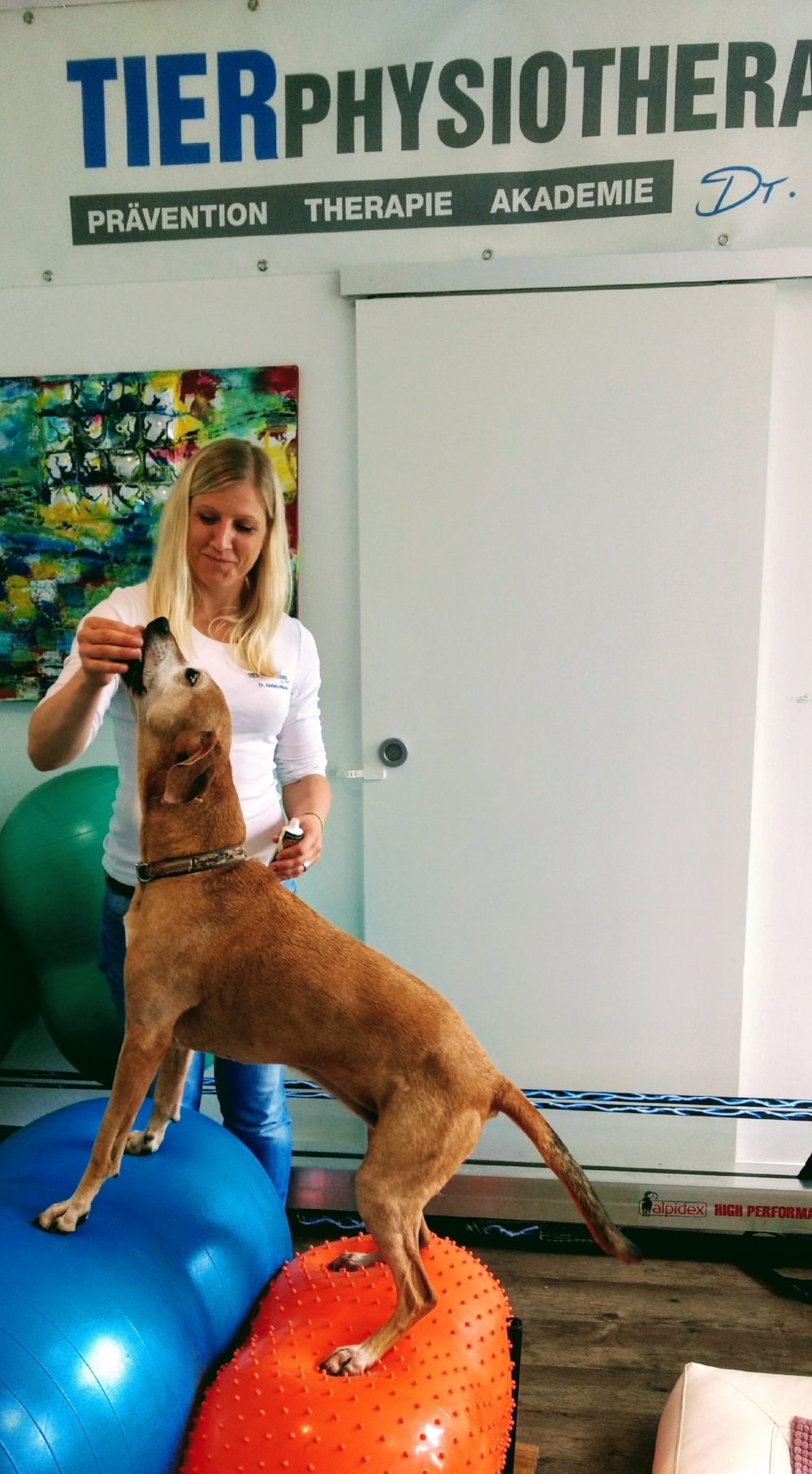 Dr Hausler Demonstrating large dog physiotherapy.jpg