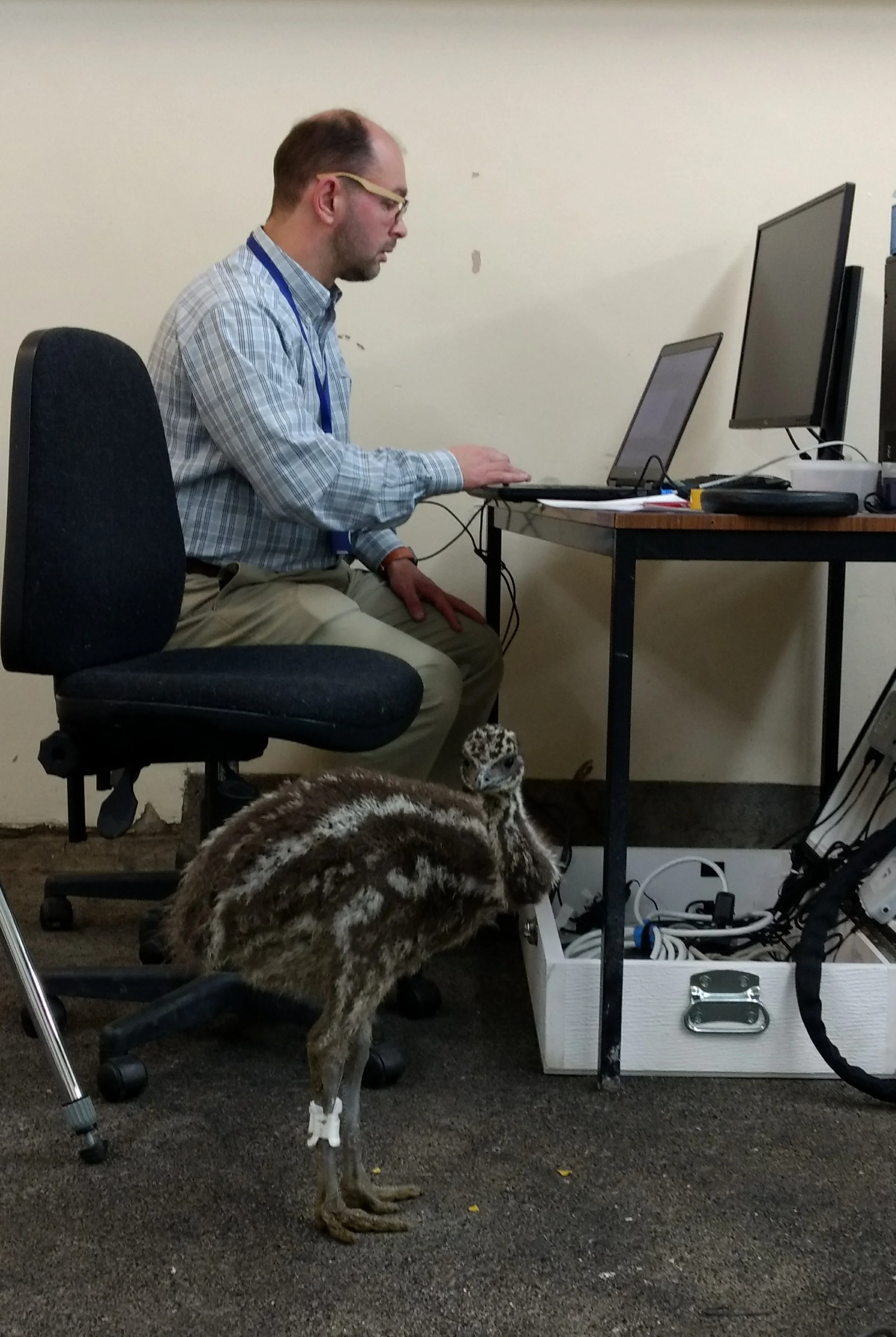 Emu in the Gait Lab.jpg