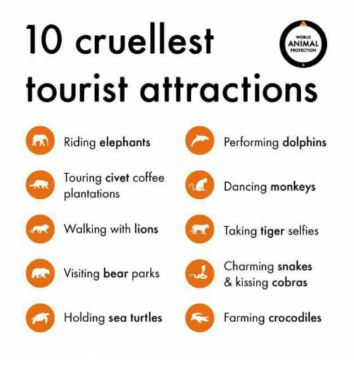 10-cruellest-animal-protection-tourist-attractions-performing-dolphins-riding-elephants-6221314.png