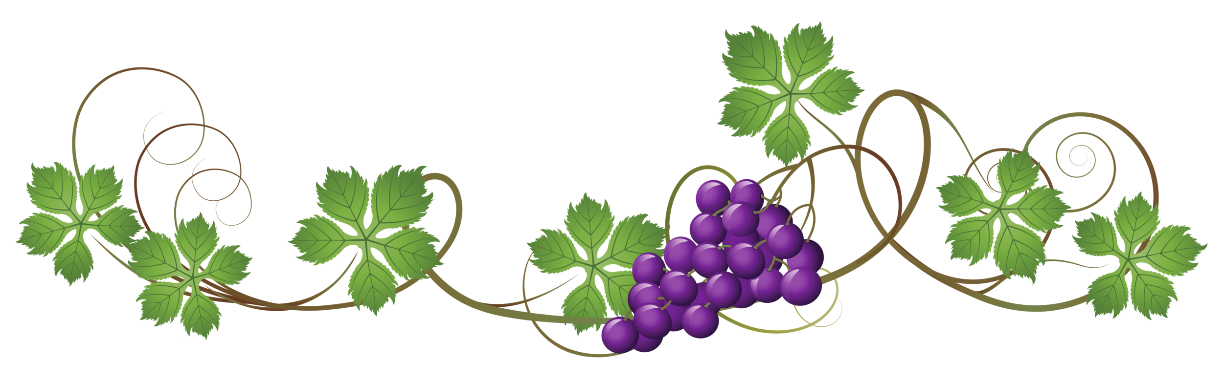 Vine_Decoration_PNG_Clipart_Picture.png