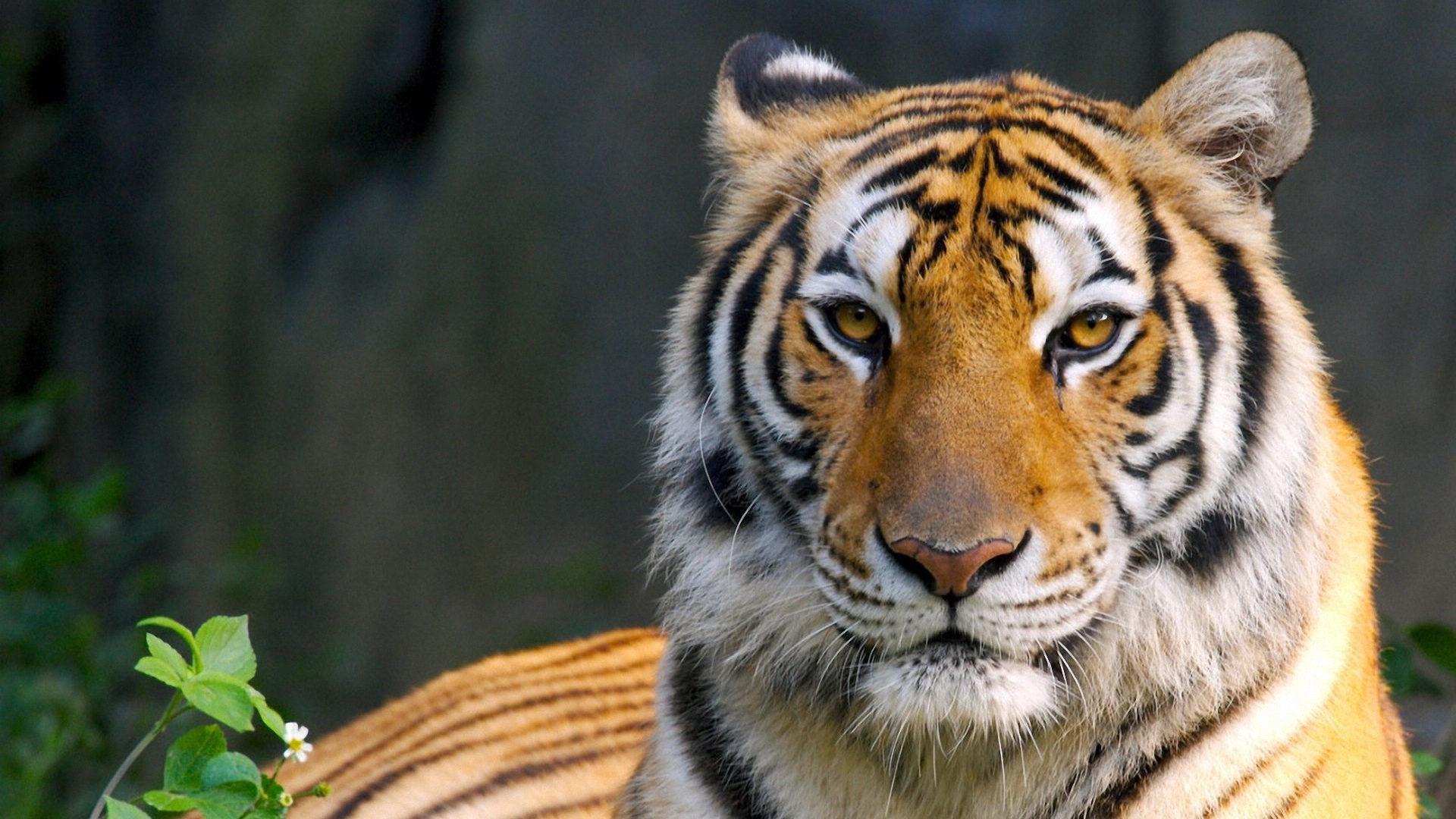 The Sundarbans - home of the man-eating Royal Bengal Tiger — Nicholas Daines