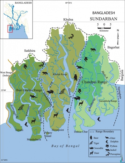 The Royal Bengal Tiger population is at risk in Sundarbans