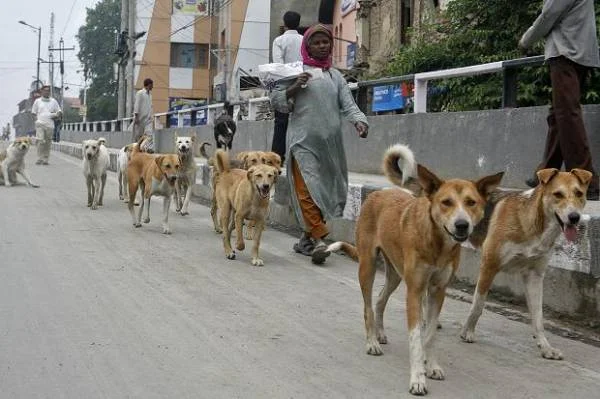 stray-dogs-to-form-security-squad-in-india-1407586316-5451.jpg_vac_PkYcsDk8.jpg
