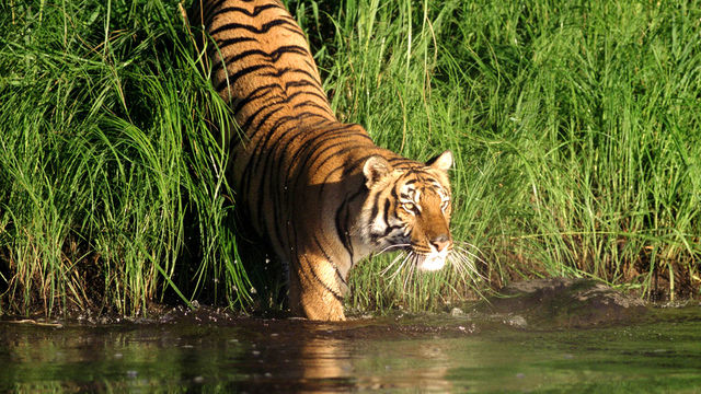 Bengal tigers: unsung heroes of the Sundarbans Mangroves