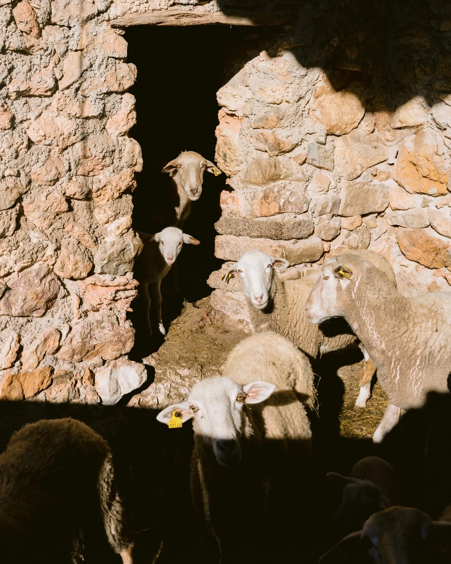 Island sheepies 👀🐑🤍

 #sayanacairo #sayanacairophoto #ibiza #eivissa #travel #lightandshadows #animallove #home #farmlife #farmliving