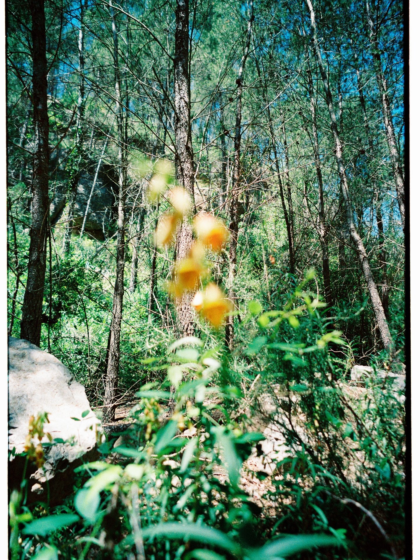 Moments from our little stay at Montanejos last summer 🌿 

where we hiked 9km across a huge mountain range full of flowers in bloom, shared a moment of rest with a ladybug and swam in flowing ice cold rivers 🐞 

Always happiest on the road explorin
