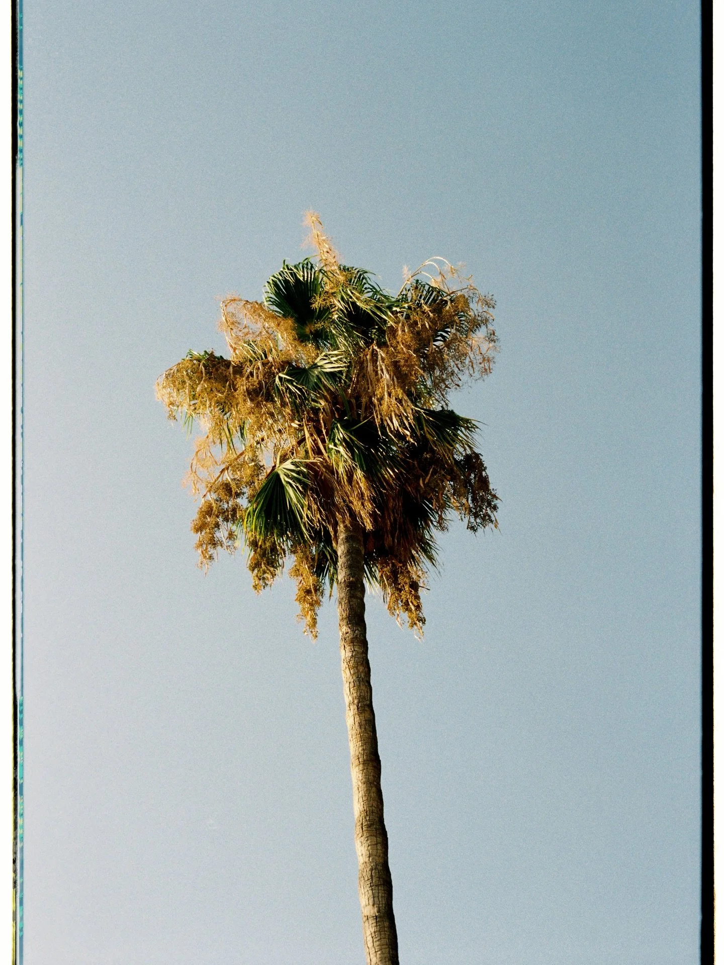 In bloom 🌾

Forever taking photos of palm trees 🌴 (why is there no palm tree emoji?!) 

Scan &amp; dev @malvarrosa_filmlab