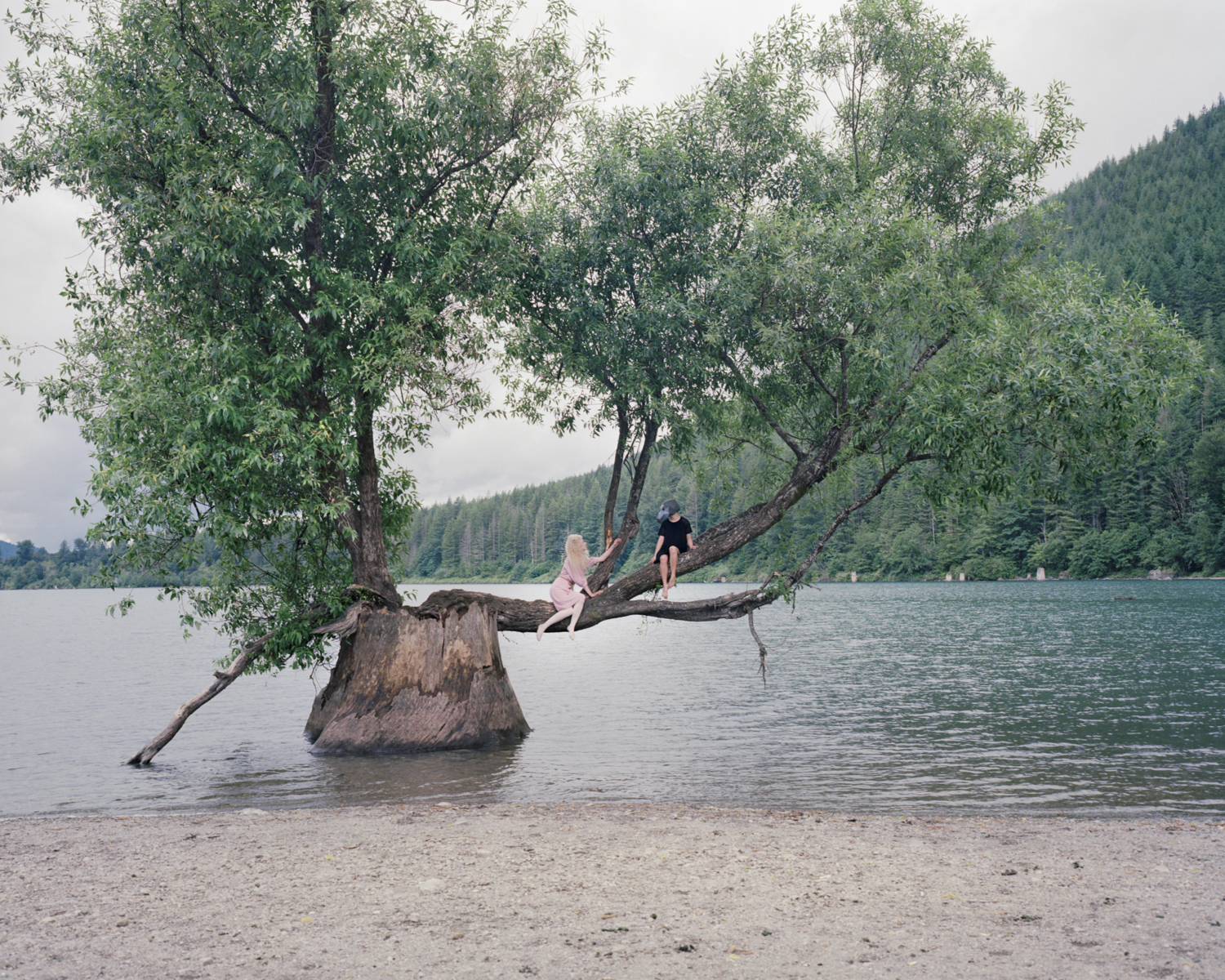 Cuckoo Tree, 2018