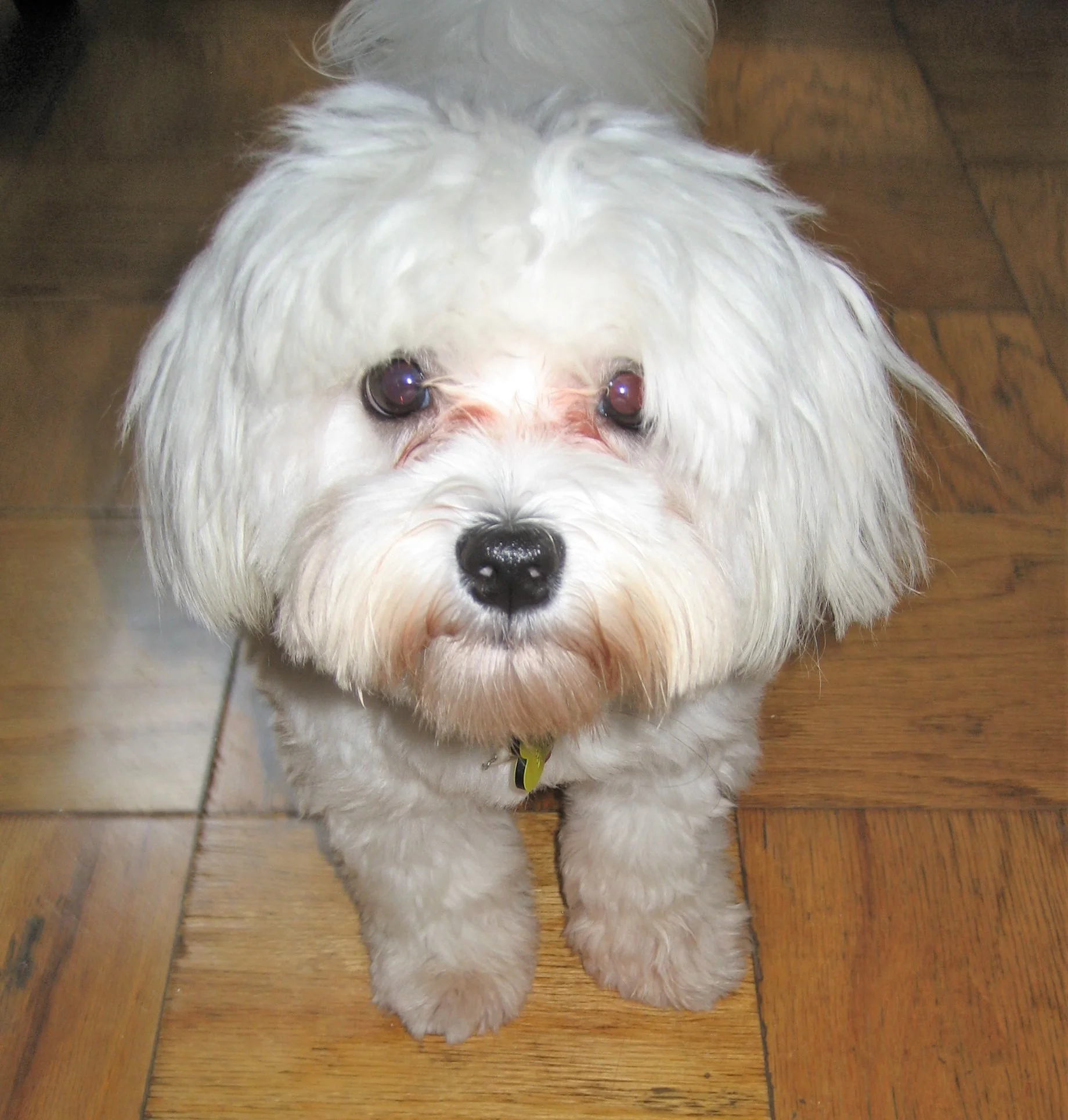 Pet Parents & Breakups: How to Move Forward