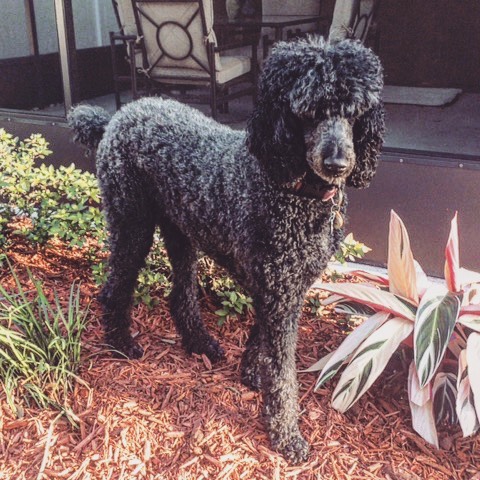 Lily is catching some vitamin D to survive the winter 🤣! #floridawinter