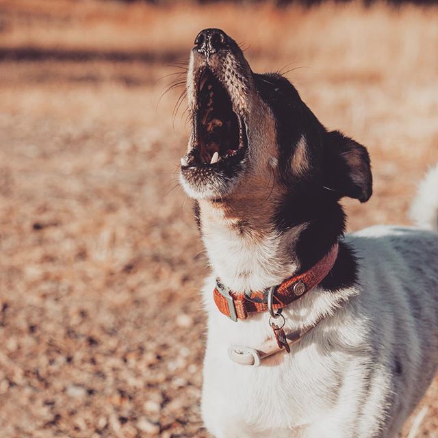 Do you have this problem?:
My Neighbor's Dog Keeps Barking; What can I do?
Solutions on the blog! Link in bio!