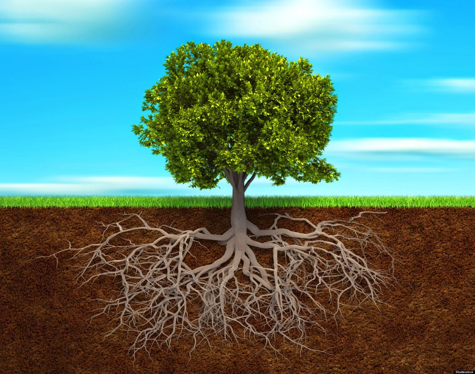 Tree Roots 2.jpg