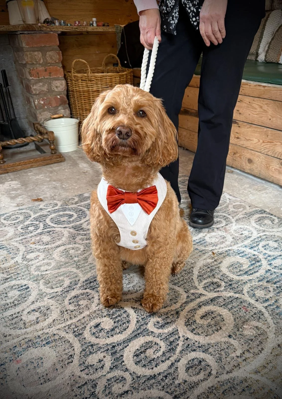 Cockapoo Arlo ready for his ringbearer duties at Emma and Andrew’s wedding at Stanford Farm in Shropshire on Saturday 4th October
