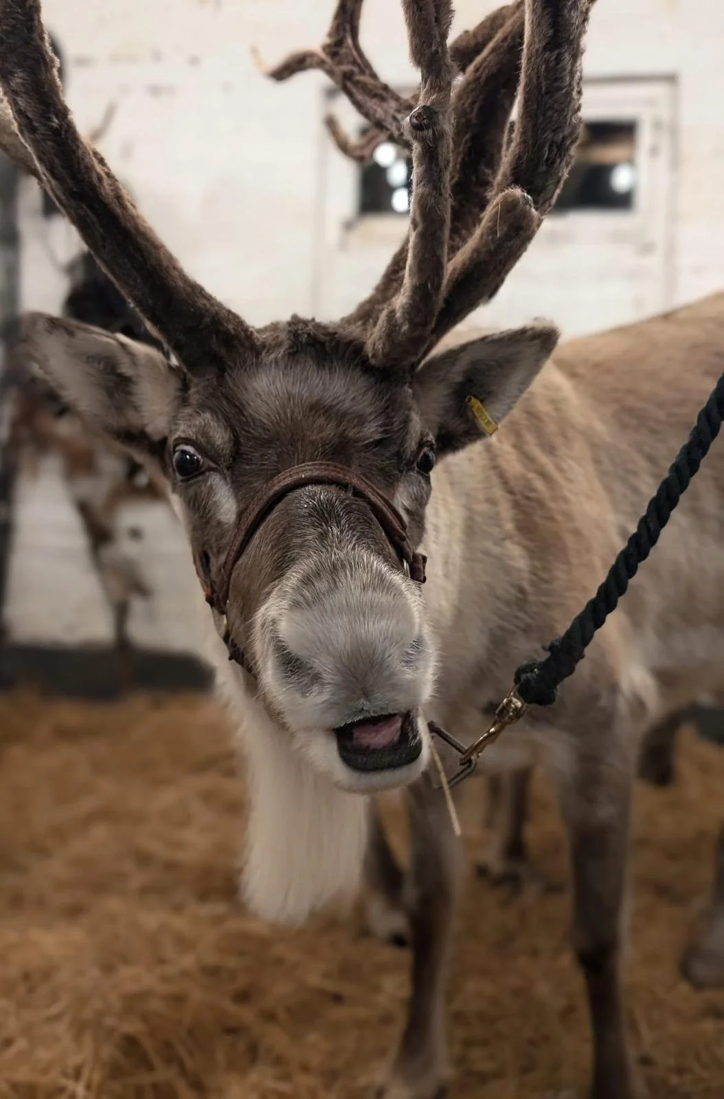 The reindeer made a guest appearance at Cliona &amp; Nathan’s Magical Winter Wedding at Stanford Farm