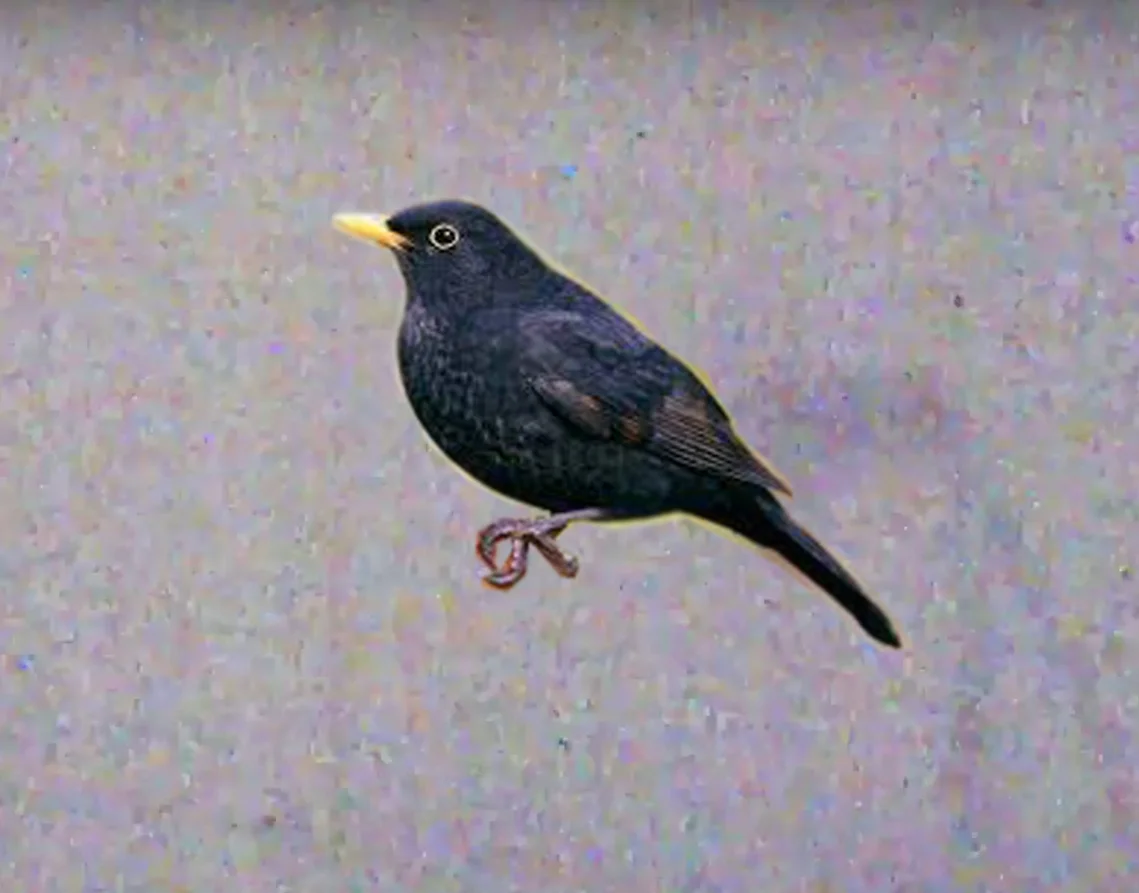 black bird.jpg