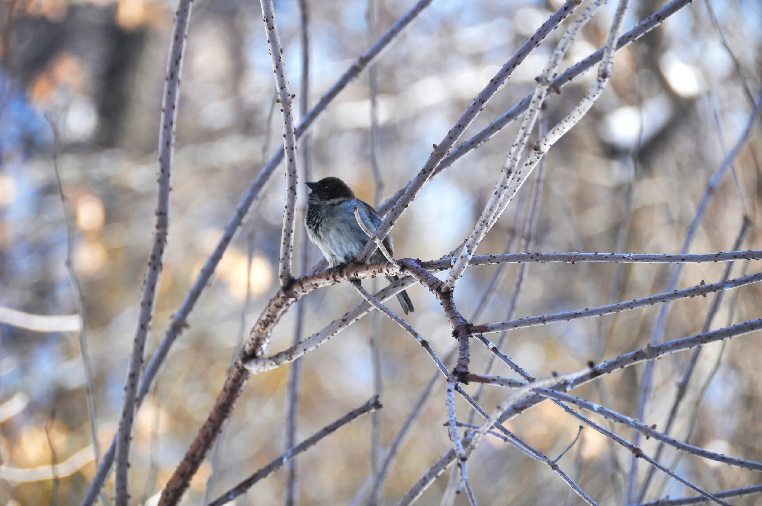 DSC_0324.JPG