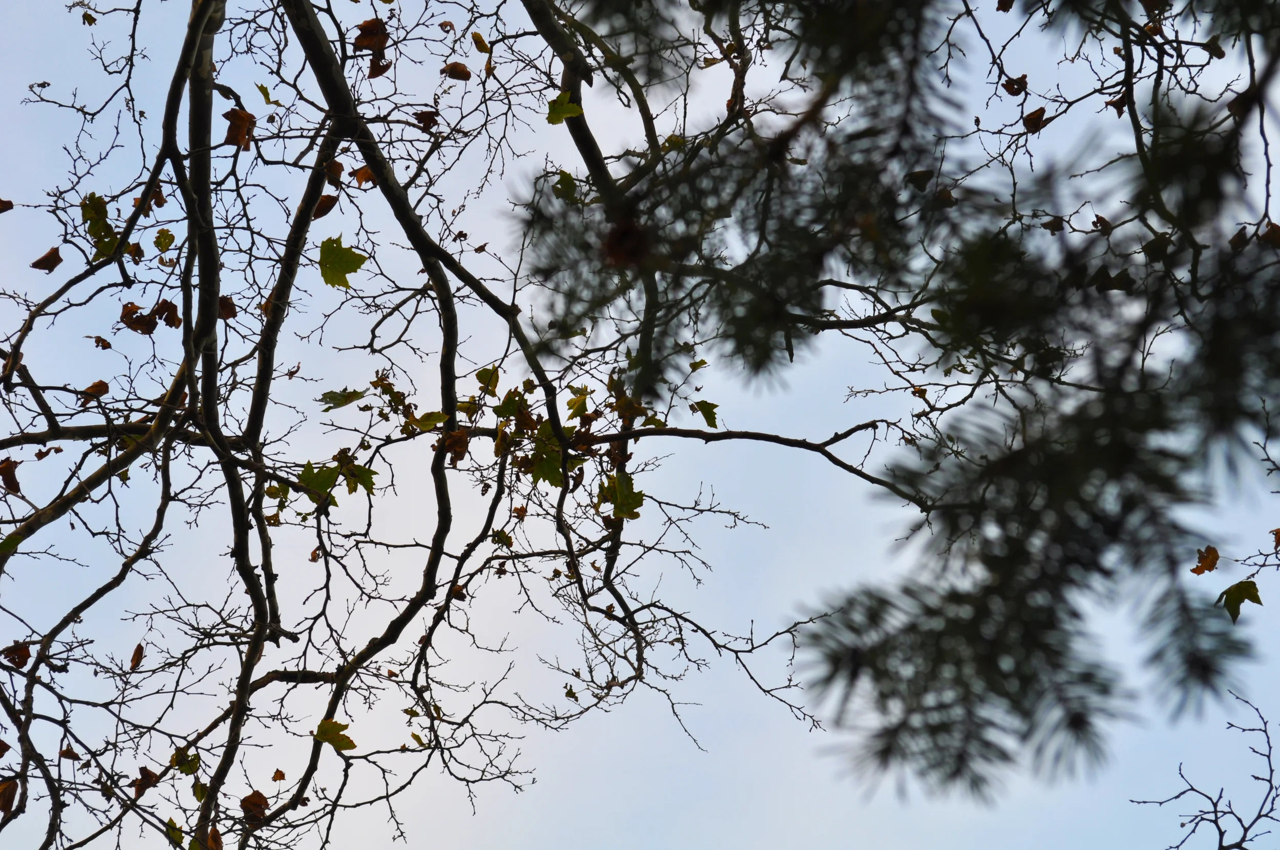 DSC_0855.JPG
