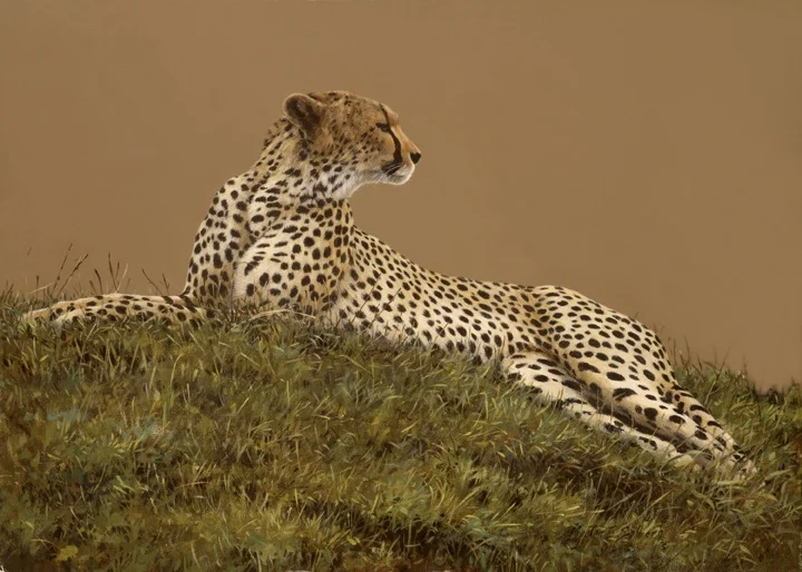 Cheetah Portrait #8103-10%22-72 copy.jpg