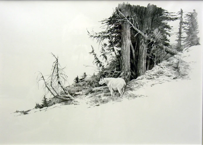Mt Goat & Trees Pencil .jpg