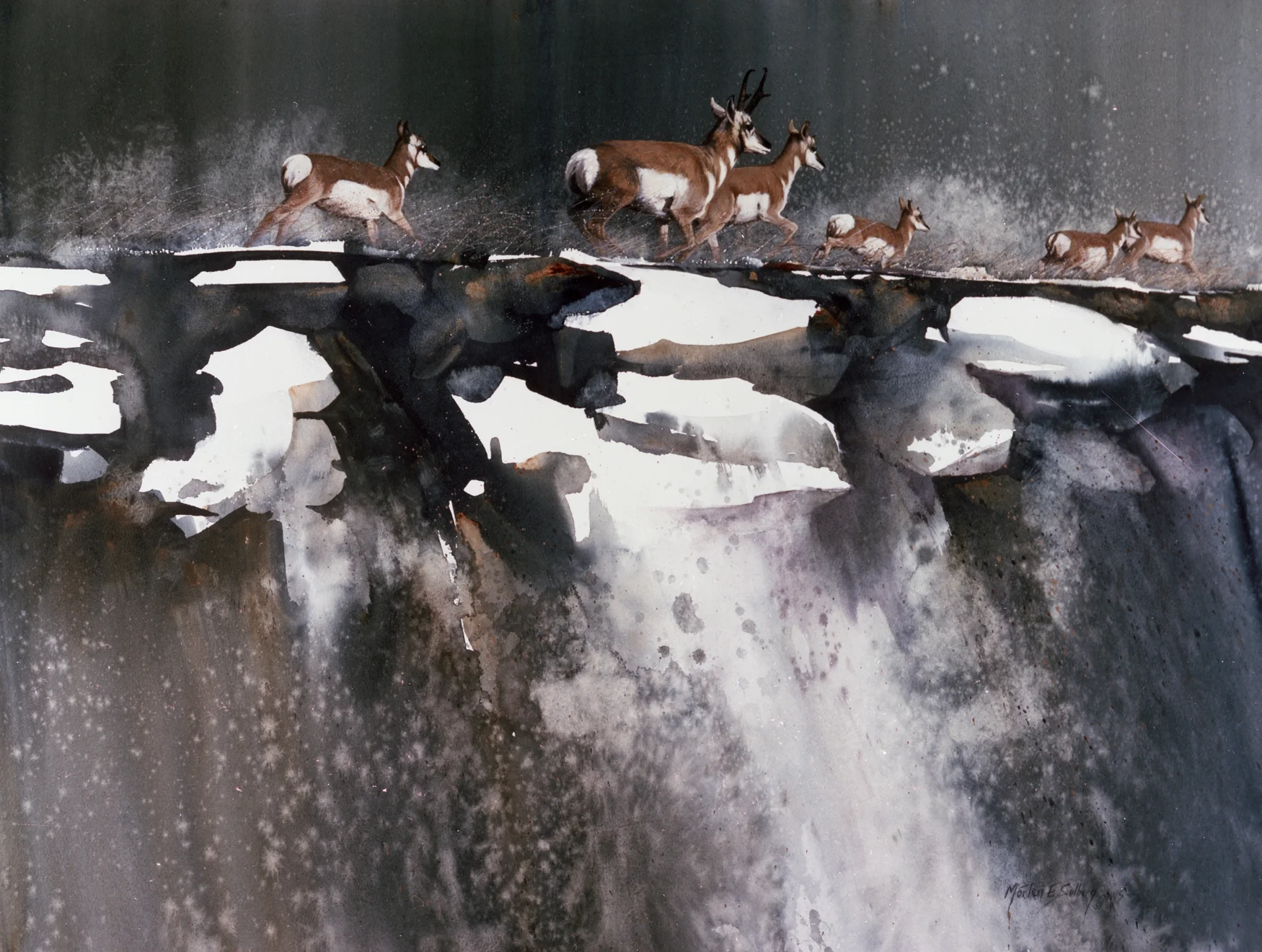"Antelope Ridge" Pronghorn Antelope
