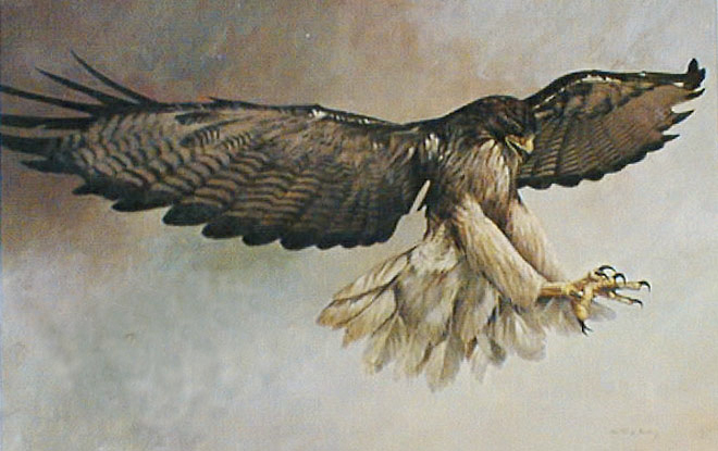 "Fateful Moment" Red Tailed hawk