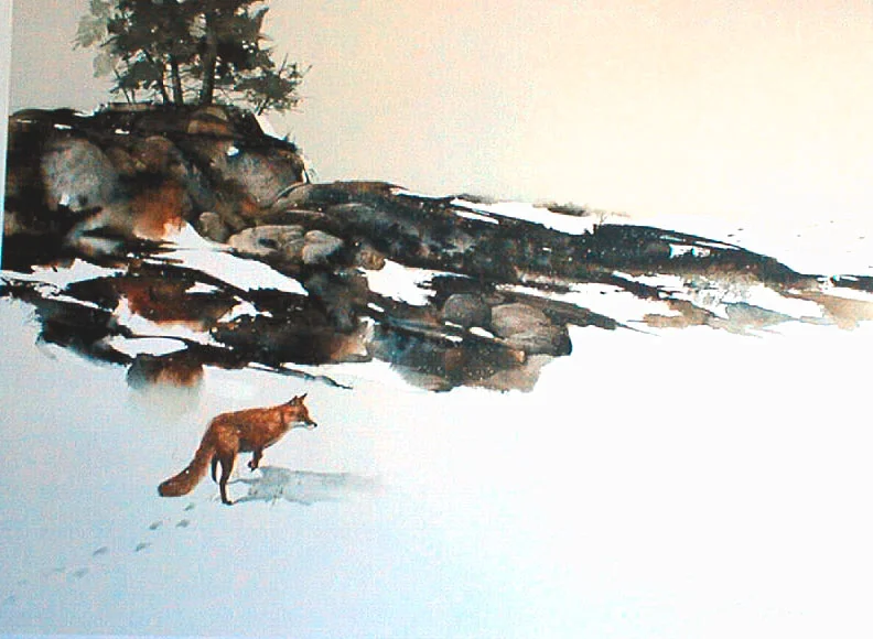 "Fresh Tracks"   Red Fox