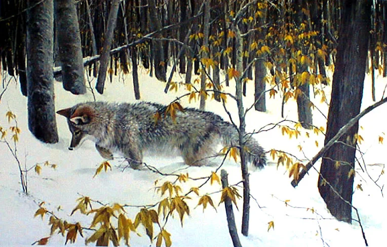 "Mouse Tracks"    Coyote 