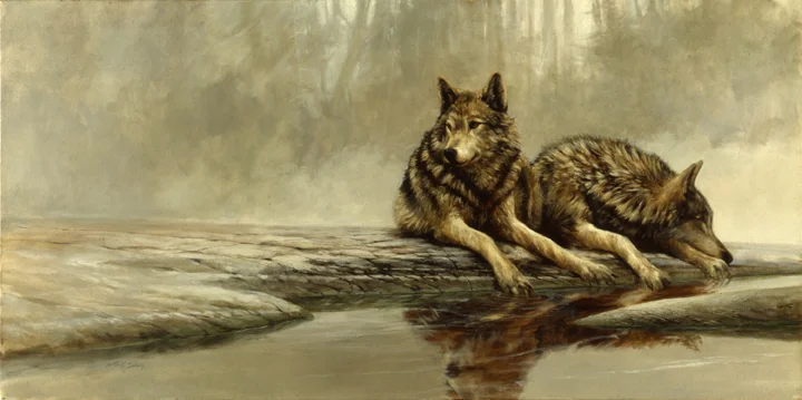 "Reflection" Wolves