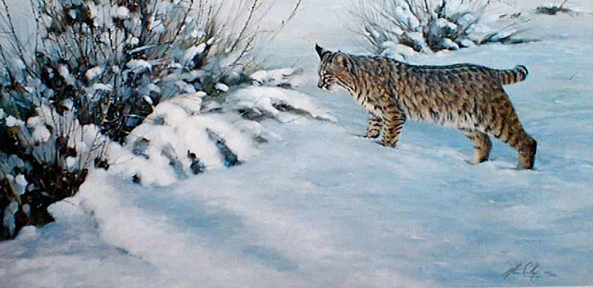 "Something Moved" Bobcat