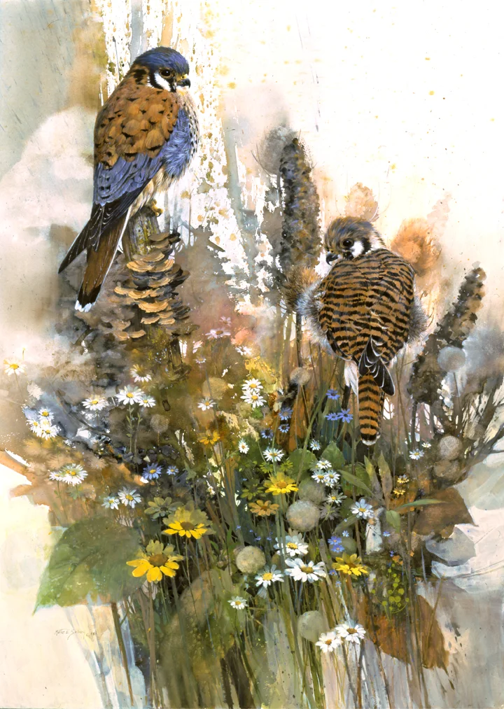 "The Suitor" Kestrels Pair