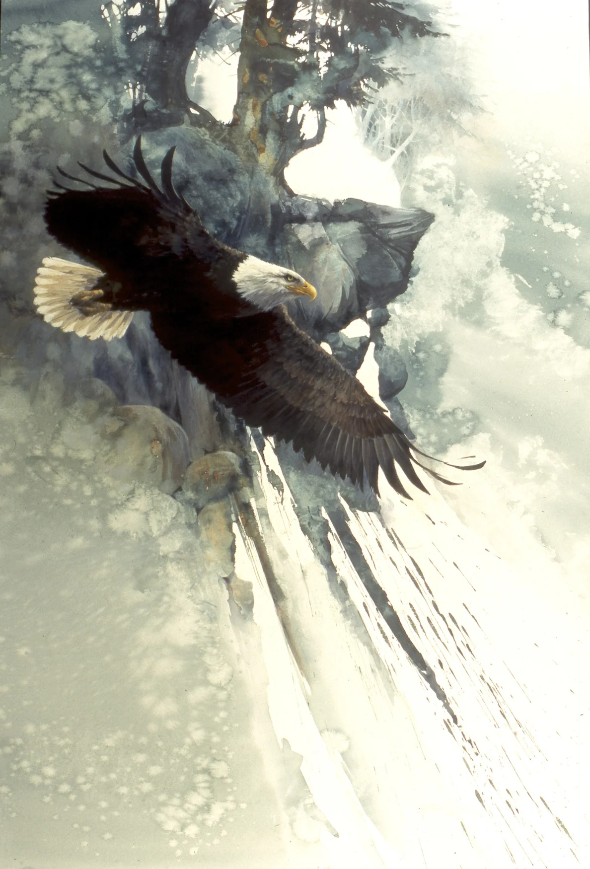 "To Touch The Sky" Bald Eagle
