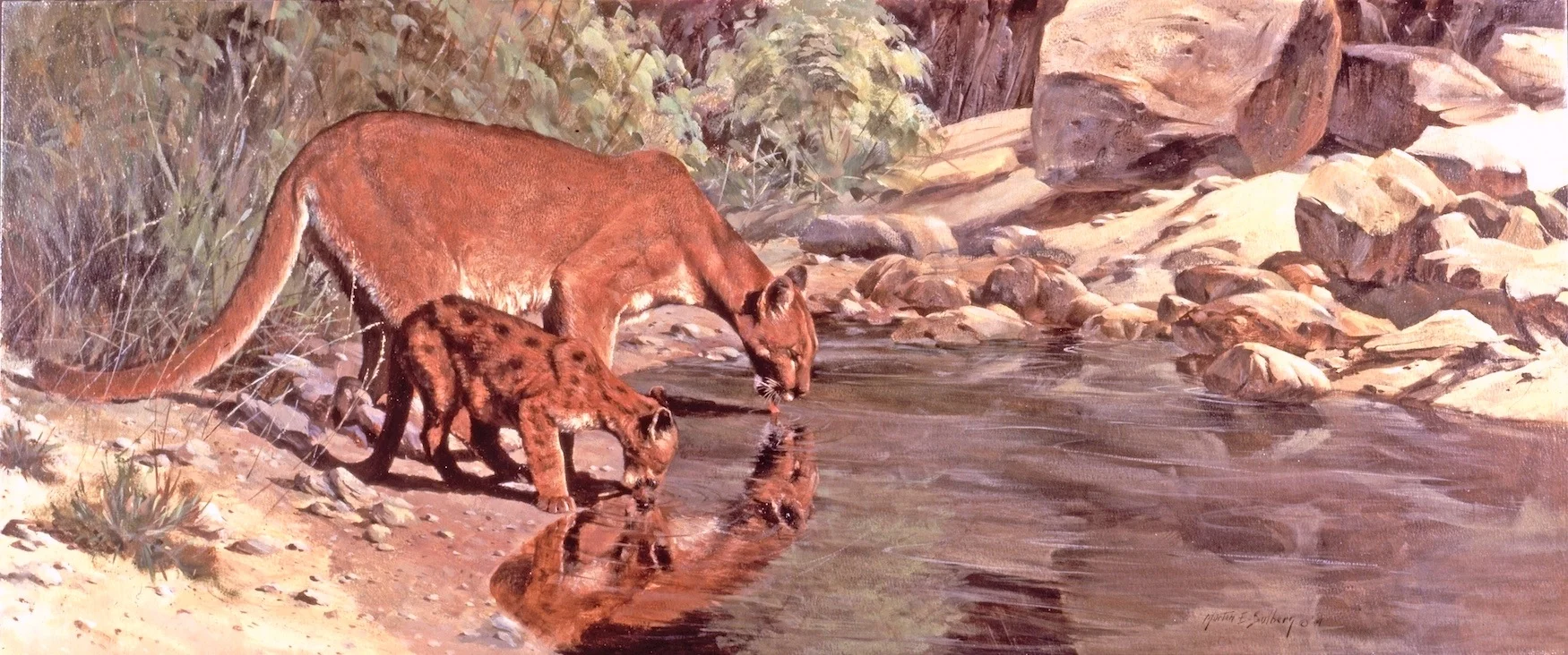 "Tomorrow May Be Cooler" Mt Lion & Cub