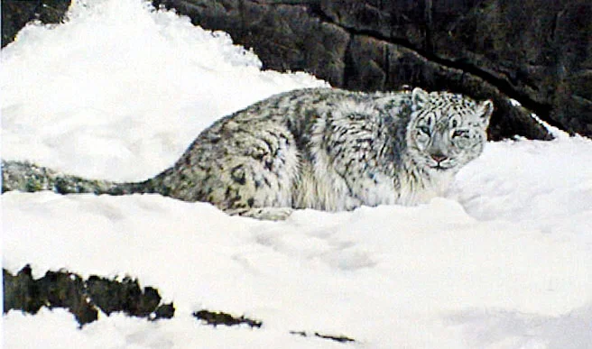 Where The Trail Ends" Snow Leopard