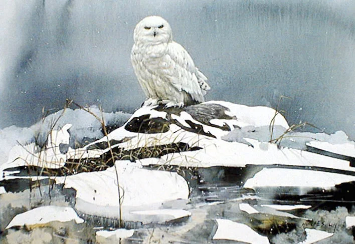 "Winter White" Snowy Owl