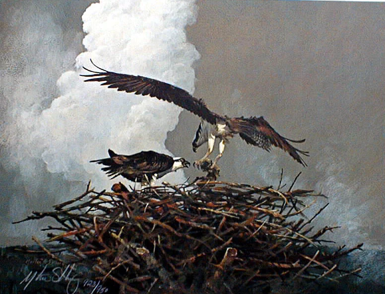 "Yellowstone Osprey"  Osprey Pair & Nest